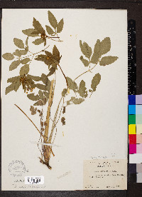 Thaspium trifoliatum image