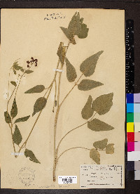 Thaspium trifoliatum image