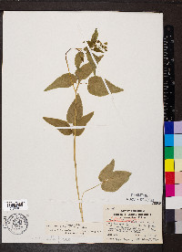 Thaspium trifoliatum image