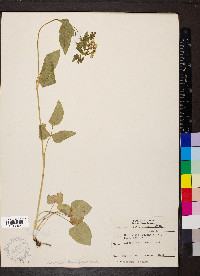 Thaspium trifoliatum image