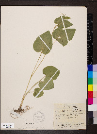 Thaspium trifoliatum image