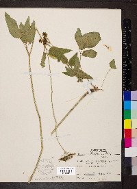 Thaspium trifoliatum image