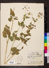 Thaspium trifoliatum image