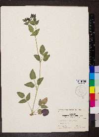 Thaspium trifoliatum image