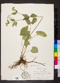 Thaspium trifoliatum var. aureum image