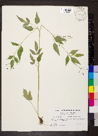 Thaspium trifoliatum var. trifoliatum image