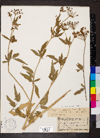 Thaspium trifoliatum image