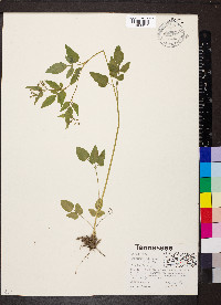 Thaspium trifoliatum image