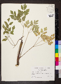 Thaspium barbinode image