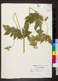 Thaspium barbinode image