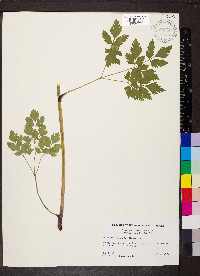 Thaspium barbinode image