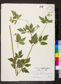 Thaspium barbinode image