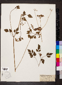 Thaspium barbinode image