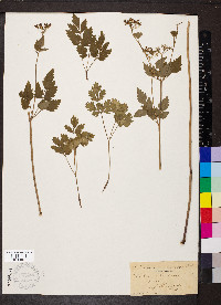 Thaspium barbinode image