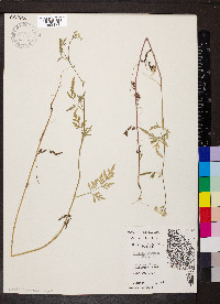 Torilis japonica image