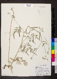 Torilis japonica image