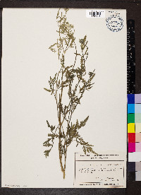 Torilis japonica image