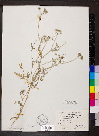 Torilis japonica image