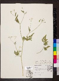 Torilis japonica image