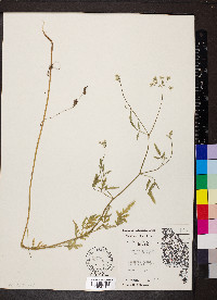 Torilis japonica image