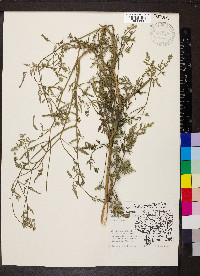 Torilis japonica image