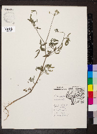 Torilis japonica image