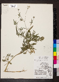 Torilis japonica image