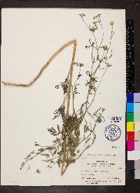 Torilis japonica image