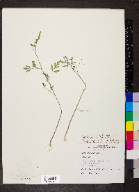 Torilis japonica image