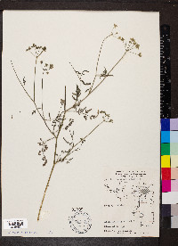 Torilis japonica image