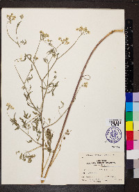 Torilis japonica image