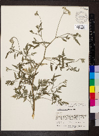 Torilis japonica image