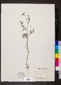 Torilis japonica image