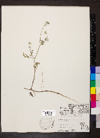 Torilis japonica image