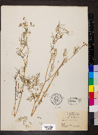 Trepocarpus aethusae image