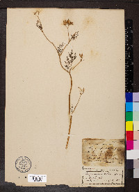Trepocarpus aethusae image