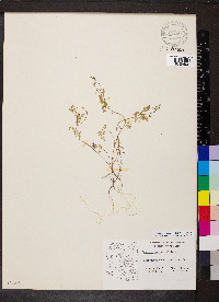 Yabea microcarpa image