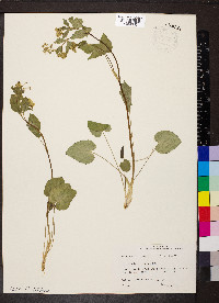 Zizia aptera image