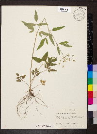 Zizia trifoliata image