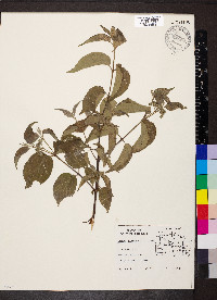 Cornus drummondii image