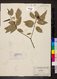 Cornus obliqua image