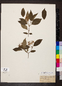Cornus racemosa image