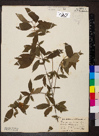 Cornus racemosa image