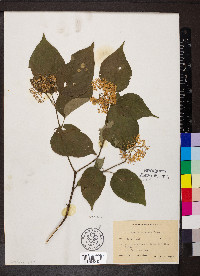 Cornus racemosa image