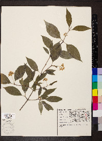 Cornus racemosa image