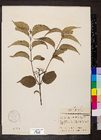 Cornus racemosa image