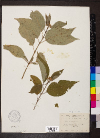 Cornus racemosa image