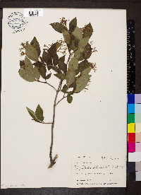 Cornus racemosa image