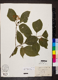 Cornus alternifolia image