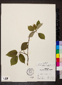 Cornus alternifolia image